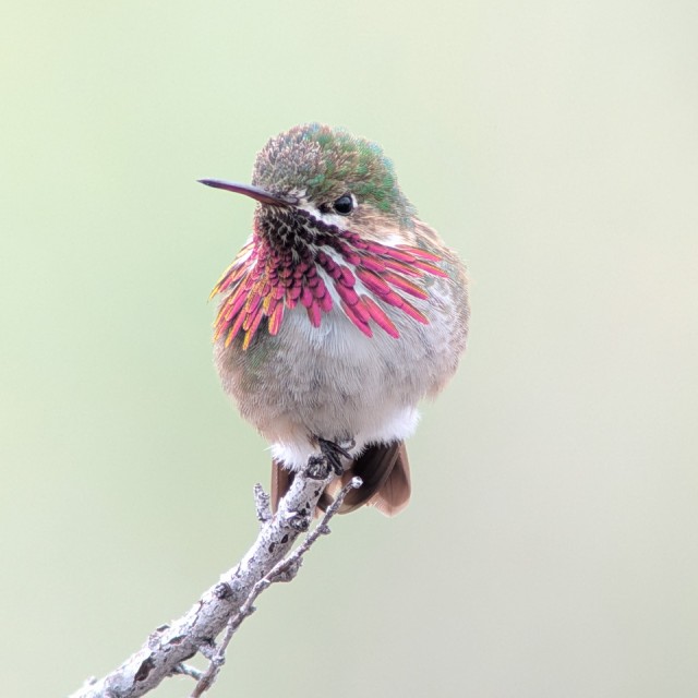 Calliope Hummingbird