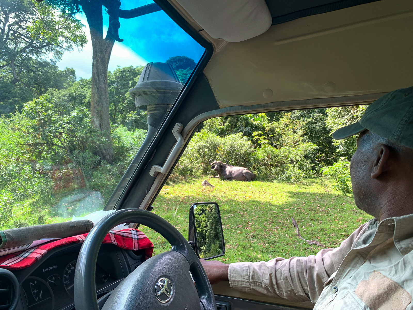 Cape Buffalo from vehicle