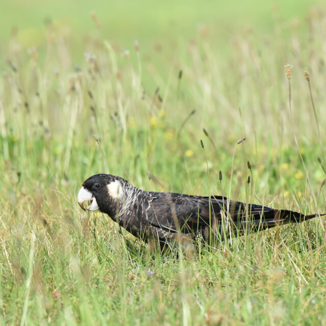 Carnaby's Black Cockatoo