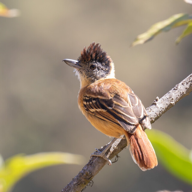 Chapmans Antshrike