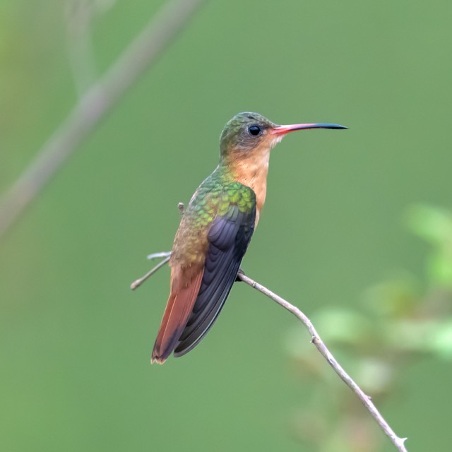 Cinnamon Hummingbird