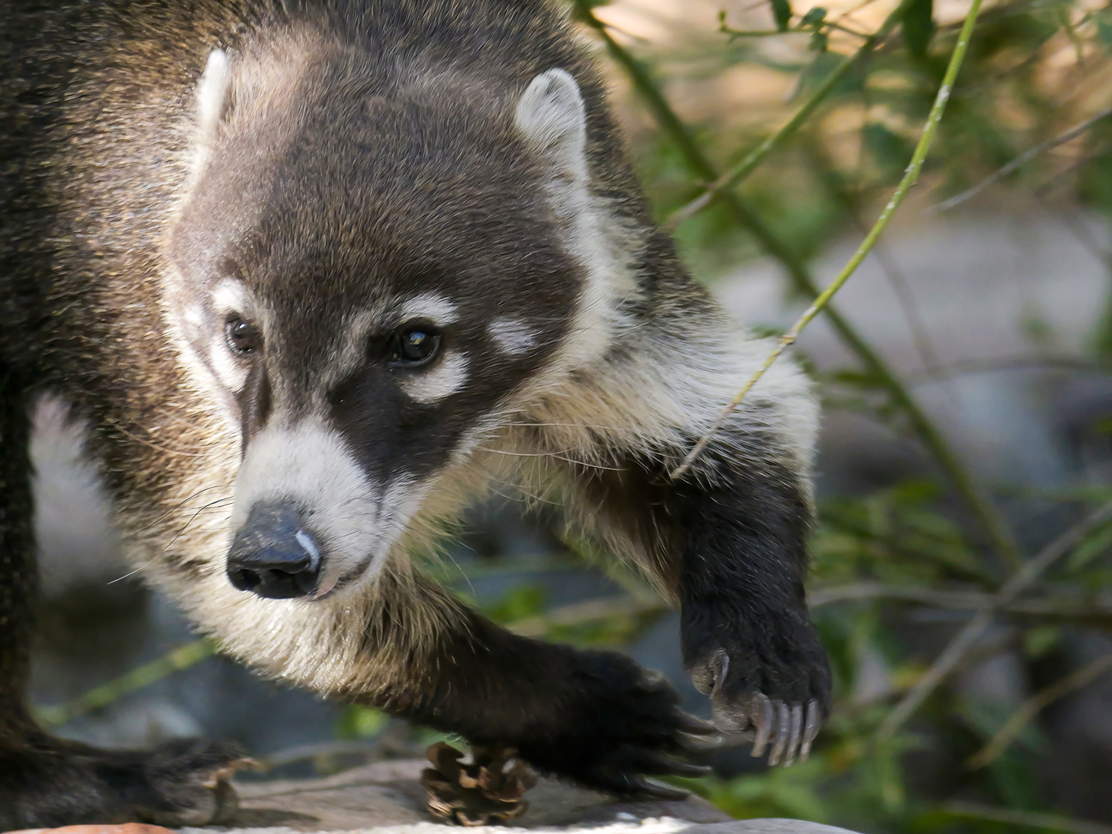 Coati