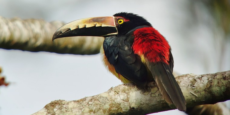 Costa Rica Sampler Trip Report (Jan 4 - 15, 2025)