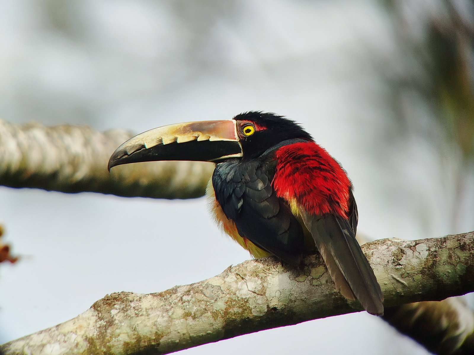 Collared Aracari