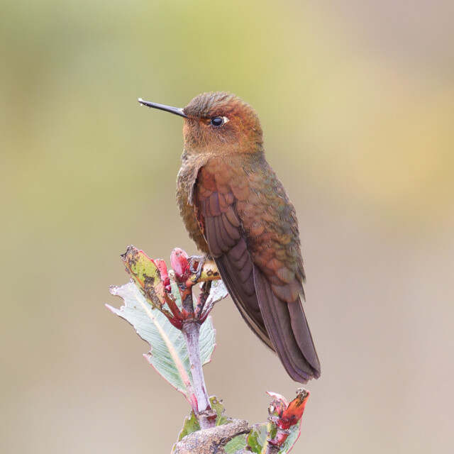 Coppery Metaltail