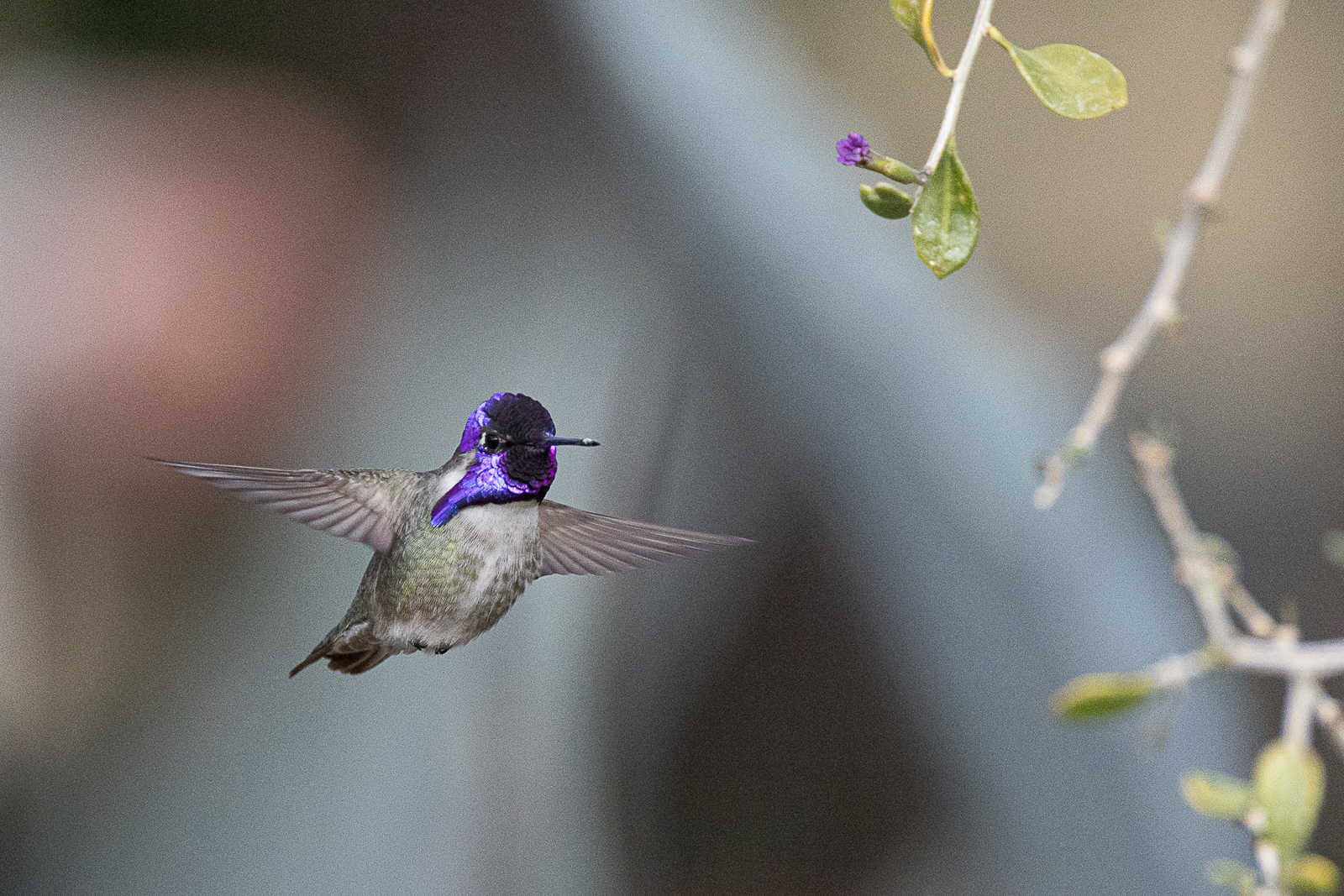 Costa's Hummingbird