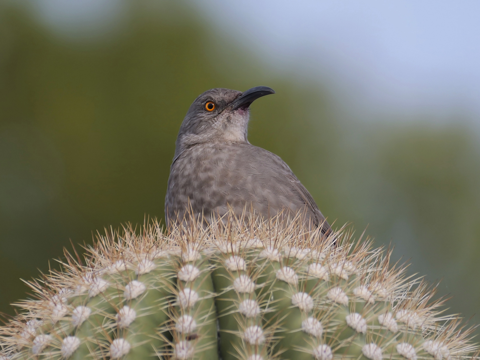 Curve-billed Thrasher