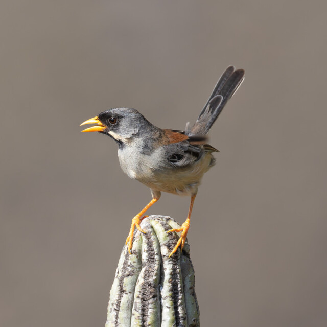 Rufous-backed Inca-Finch