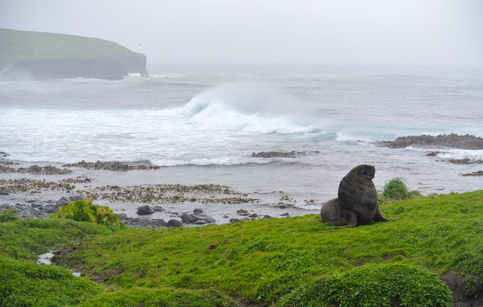 Hookers Sea Lion, Enderby Island
