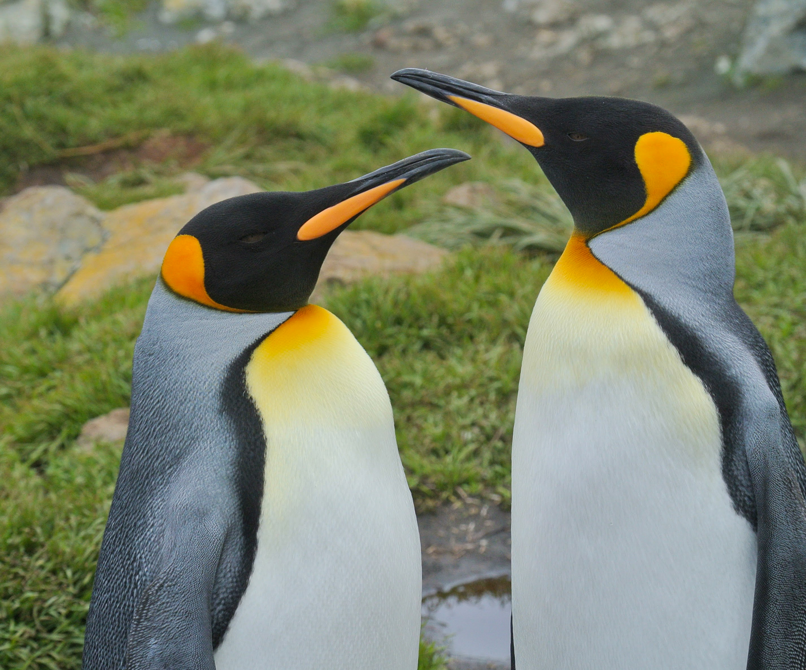 King Penguins