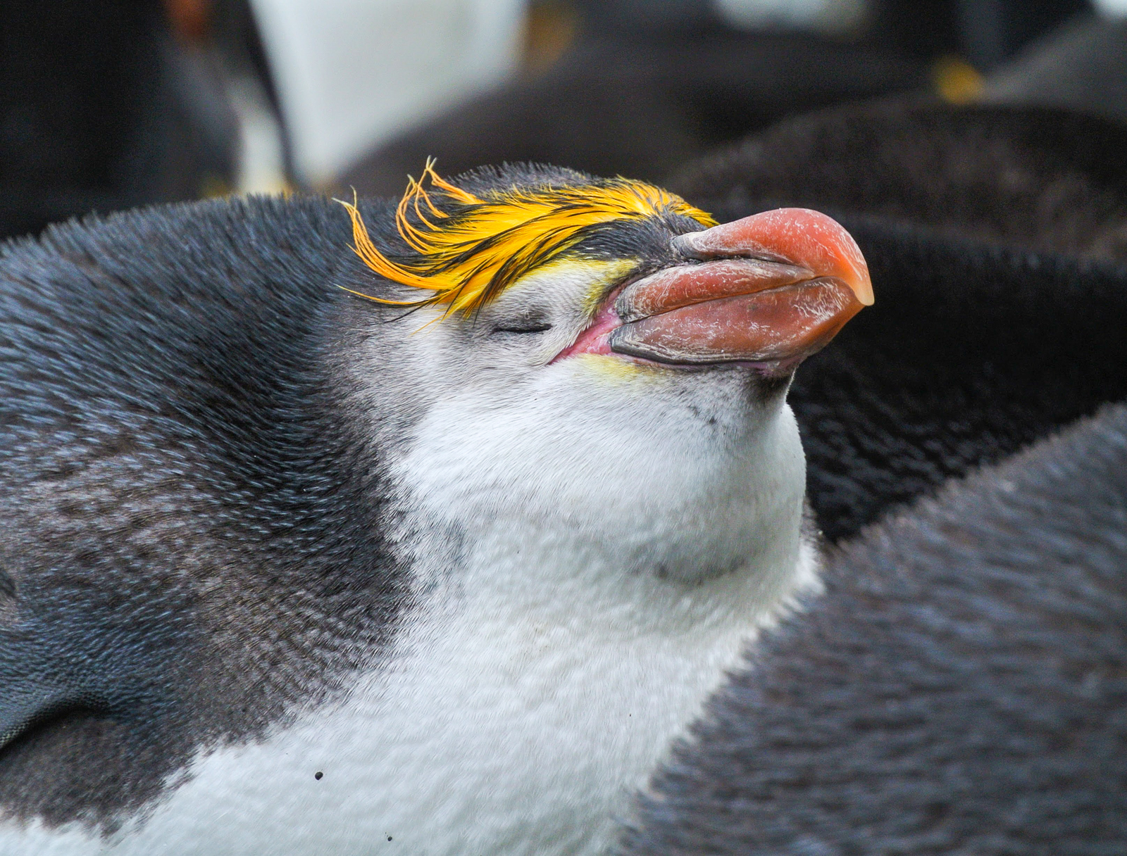 Royal Penguin on Macquarie