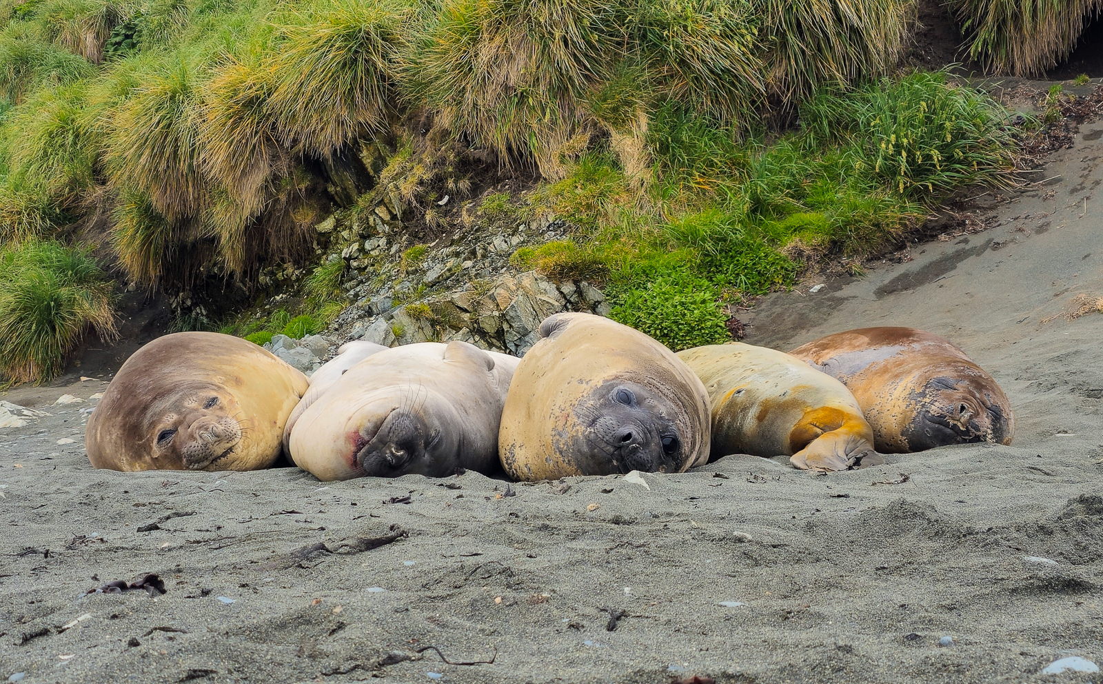 Southern Elephant Seals on Macquarie