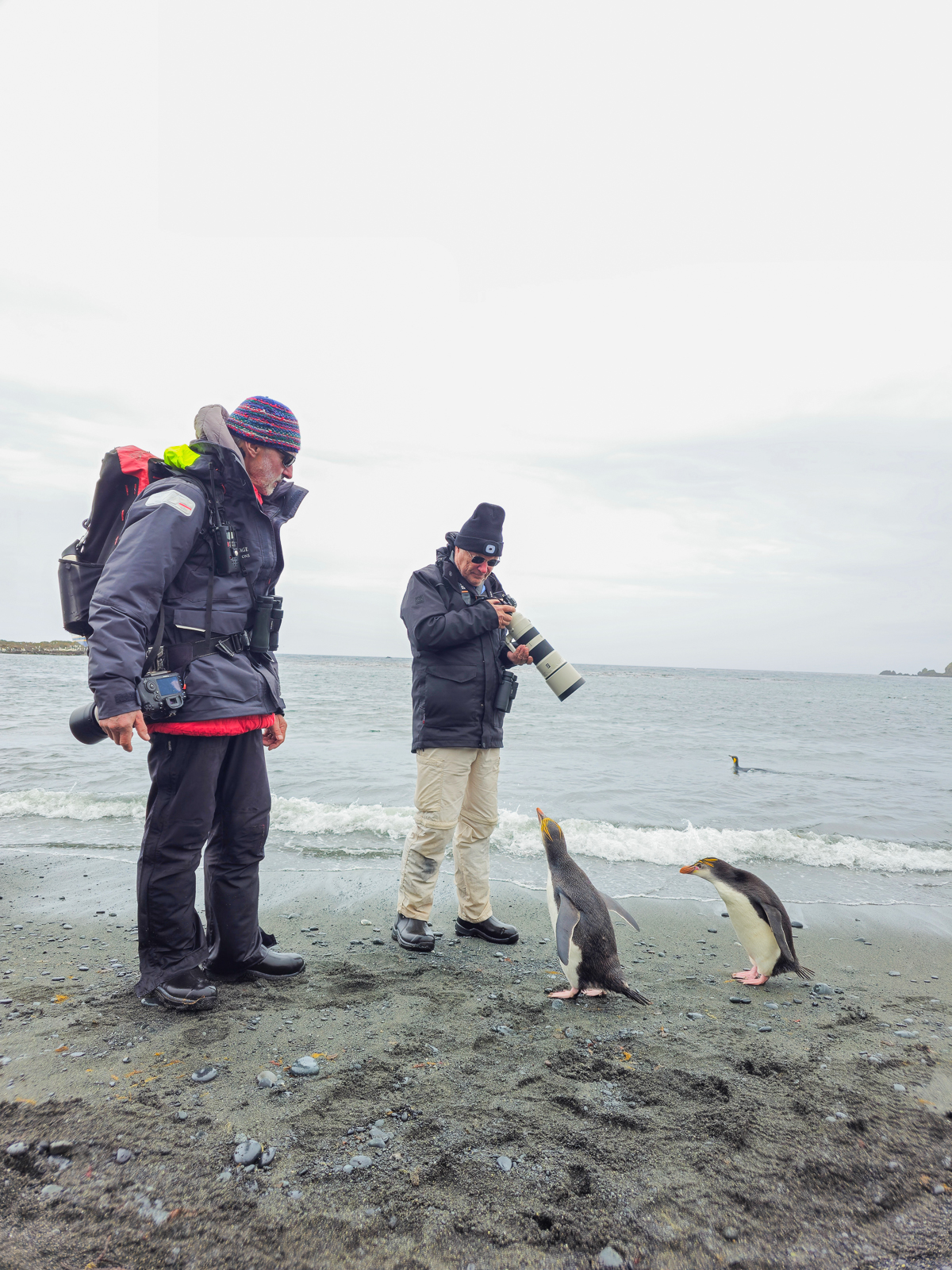 Photographing Royal Penguins