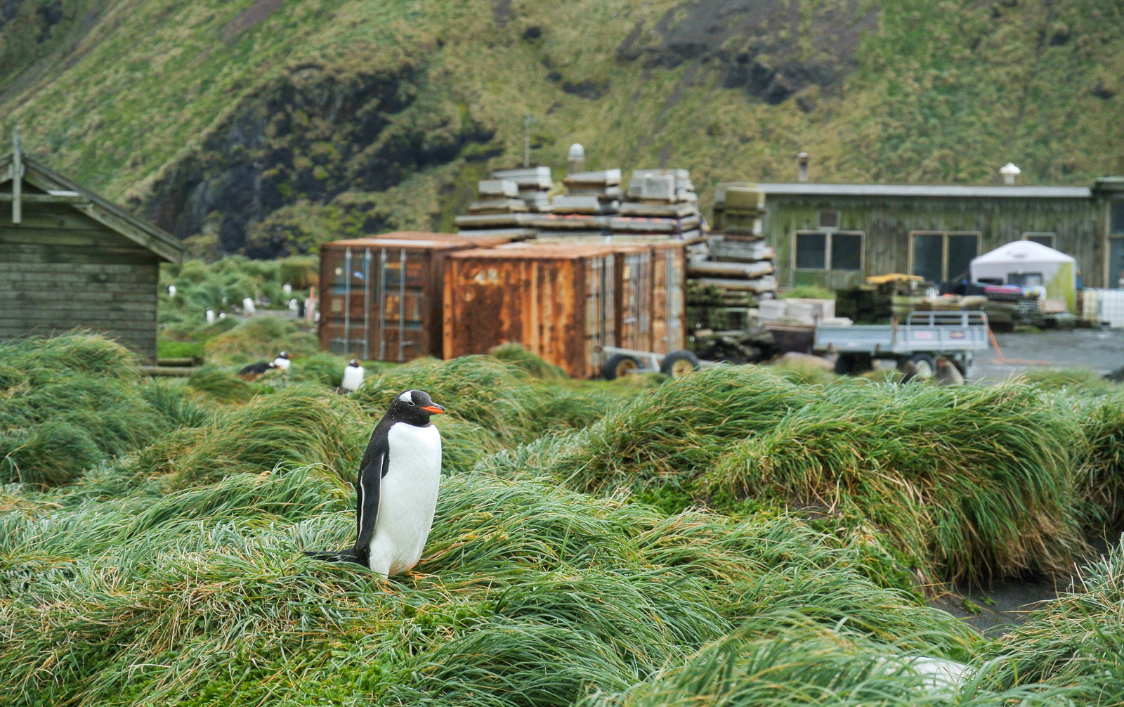Gentoo Penguin