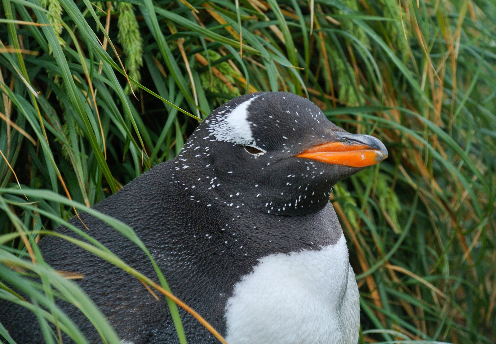 Gentoo Penguin