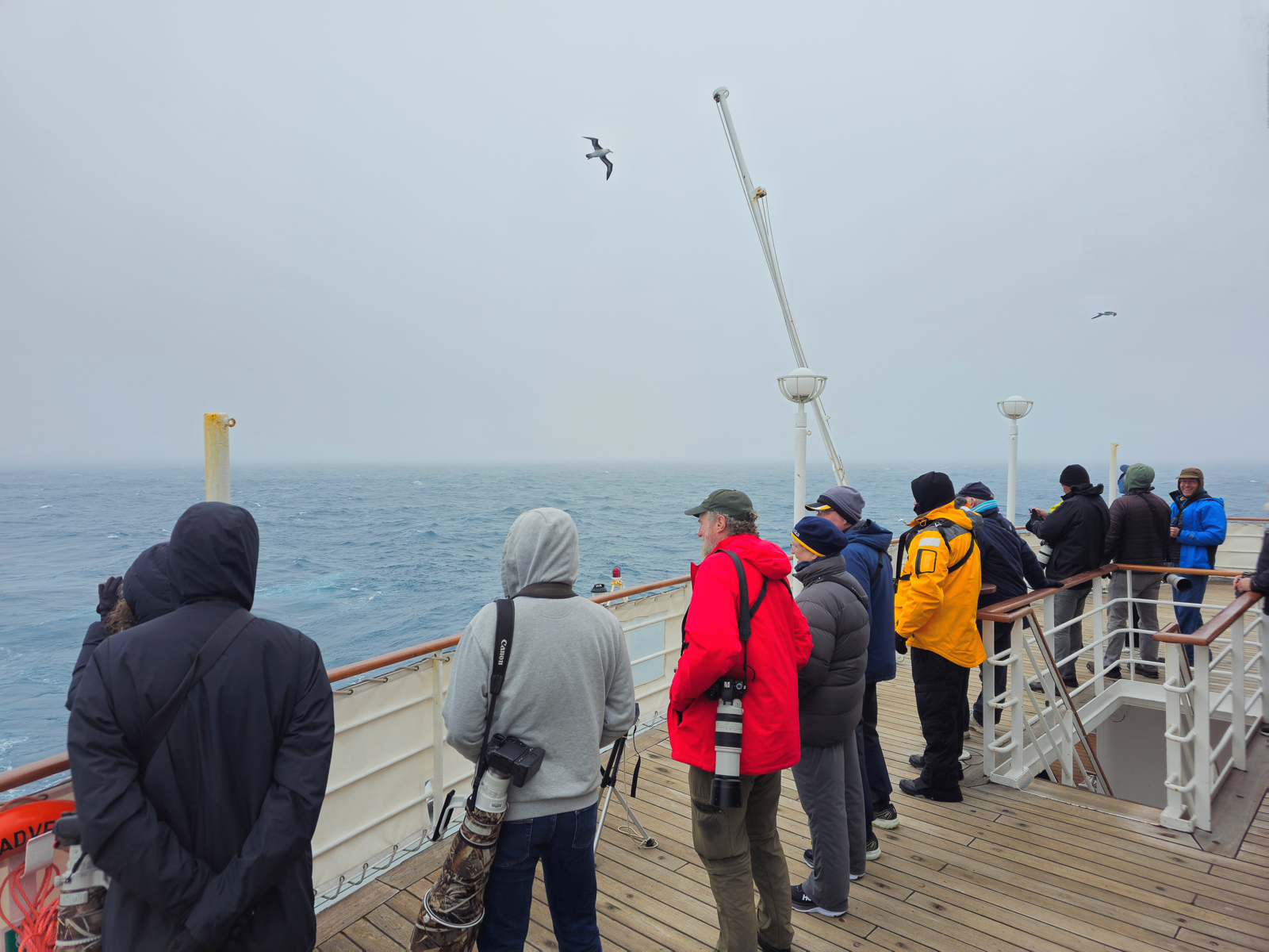 Seabirders and albatross