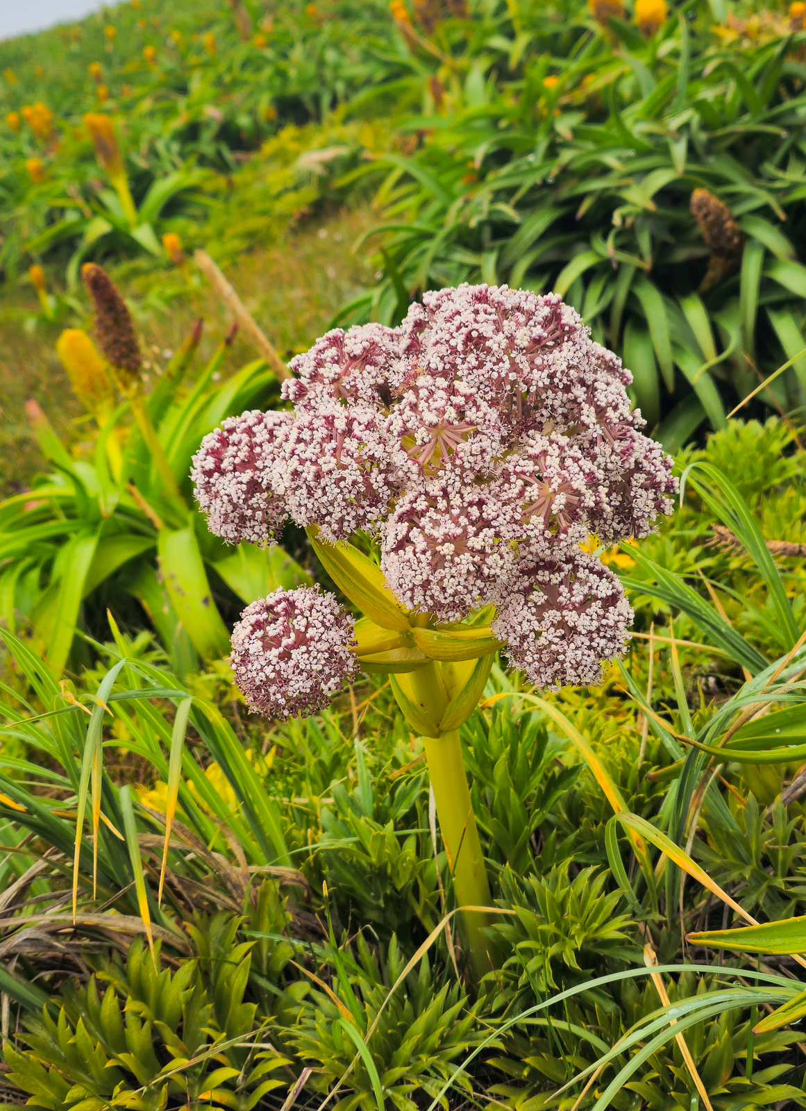 Campbell Island carrot