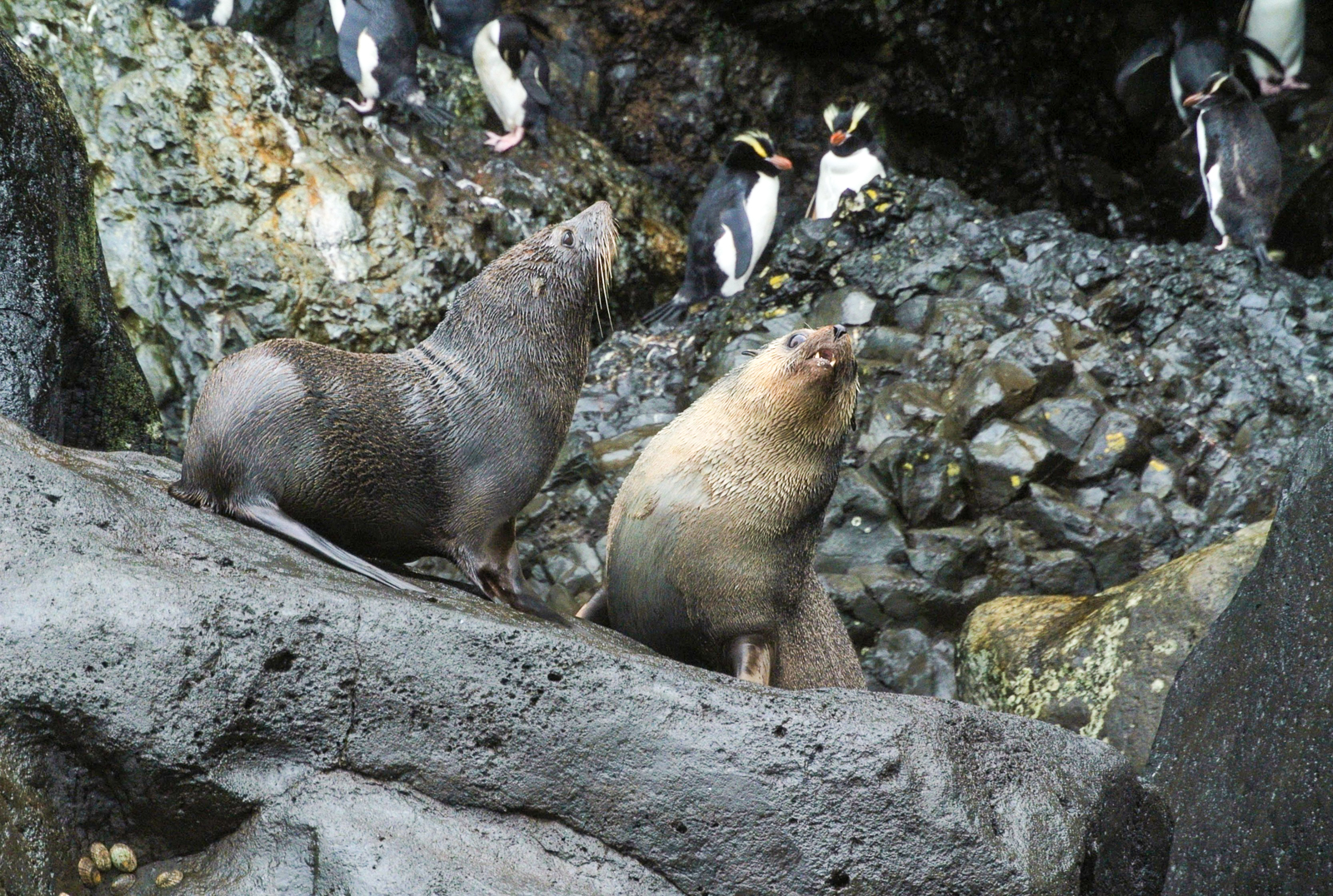 New Zealand Fur Seal and Erect-crested Penguins
