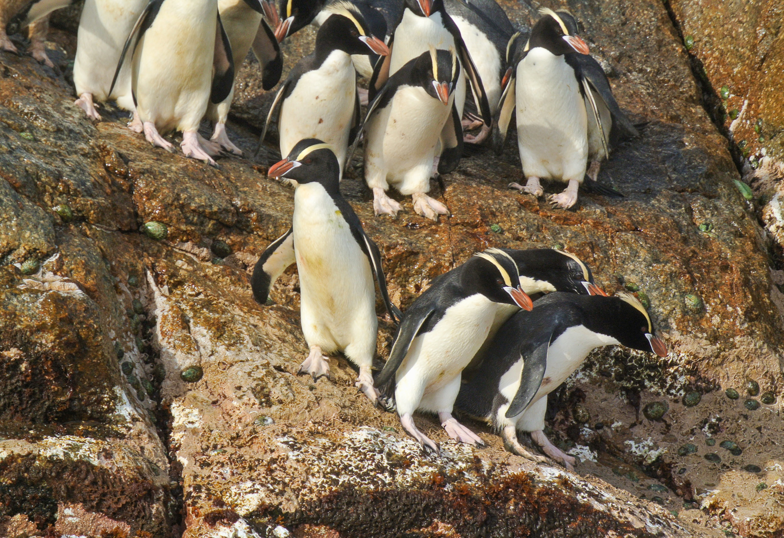 Erect-crested Penguins