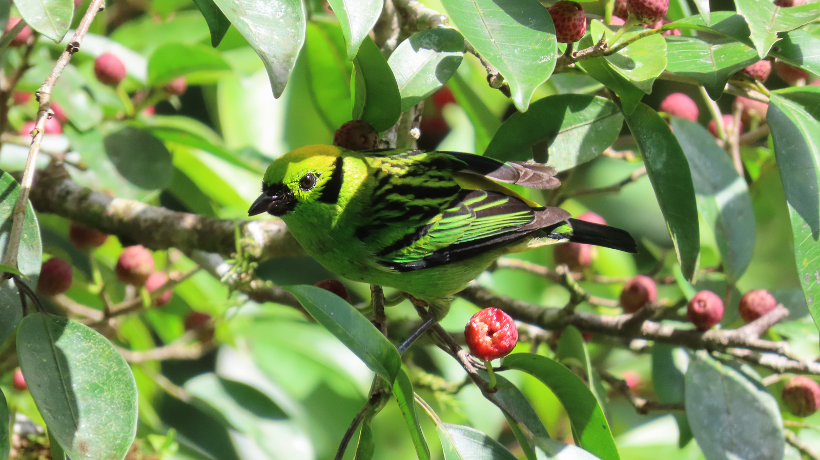 Emerald Tanager
