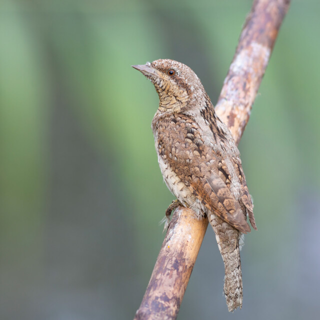 Eurasian Wryneck