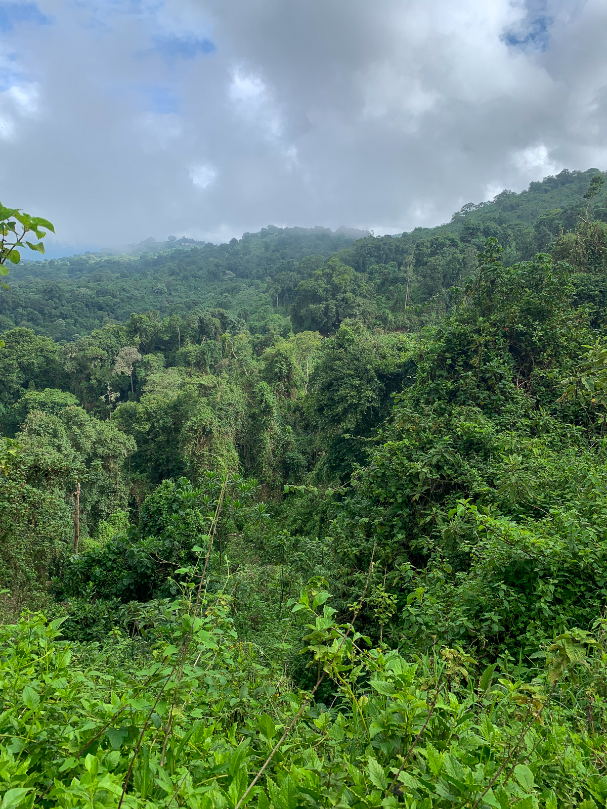 Ngorongoro highlands forest
