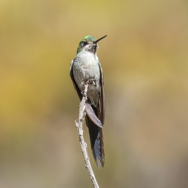 Gray-bellied Comet