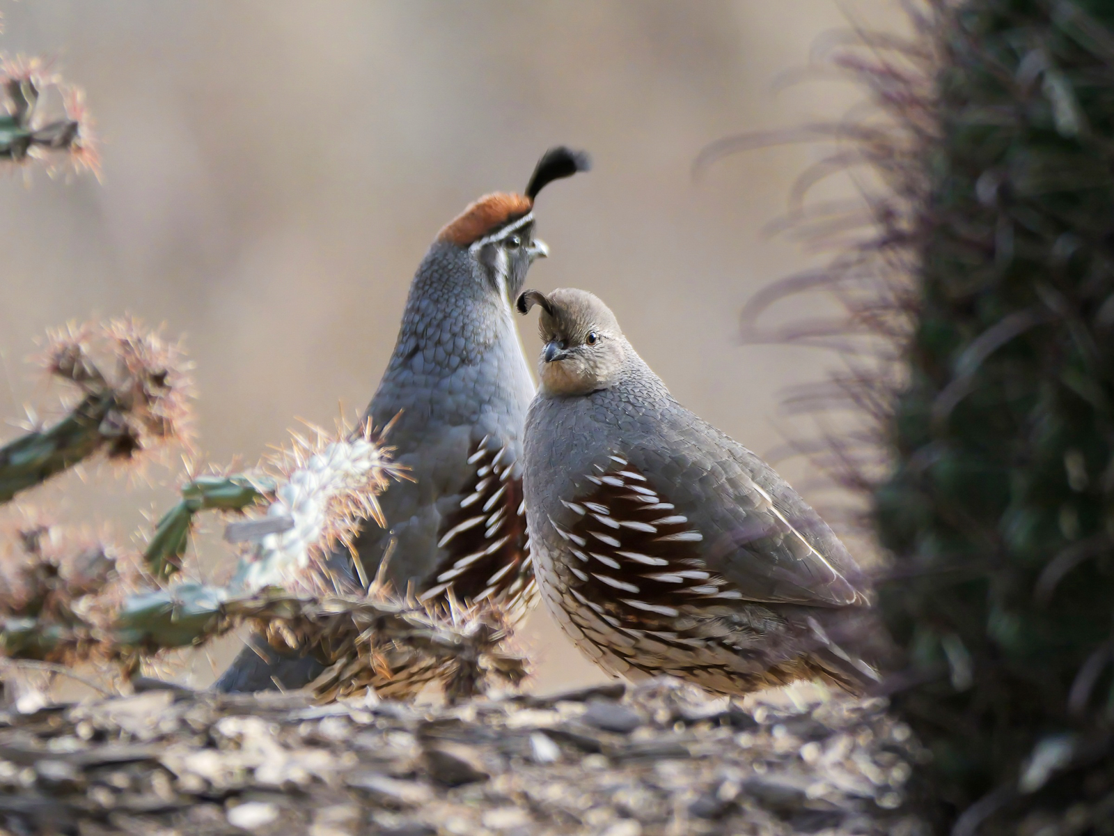 Gambel's Quails