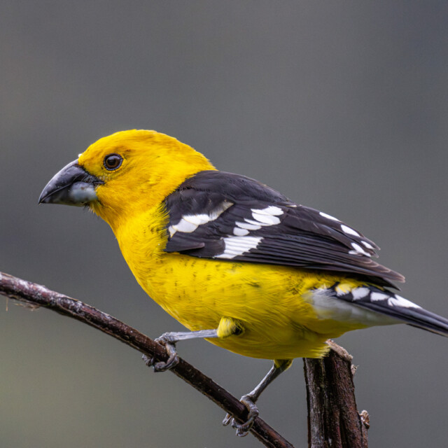 Golden Grosbeak