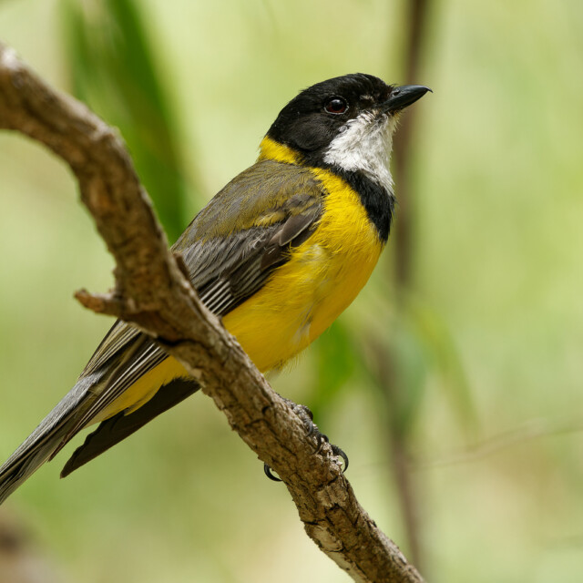 Golden Whistler