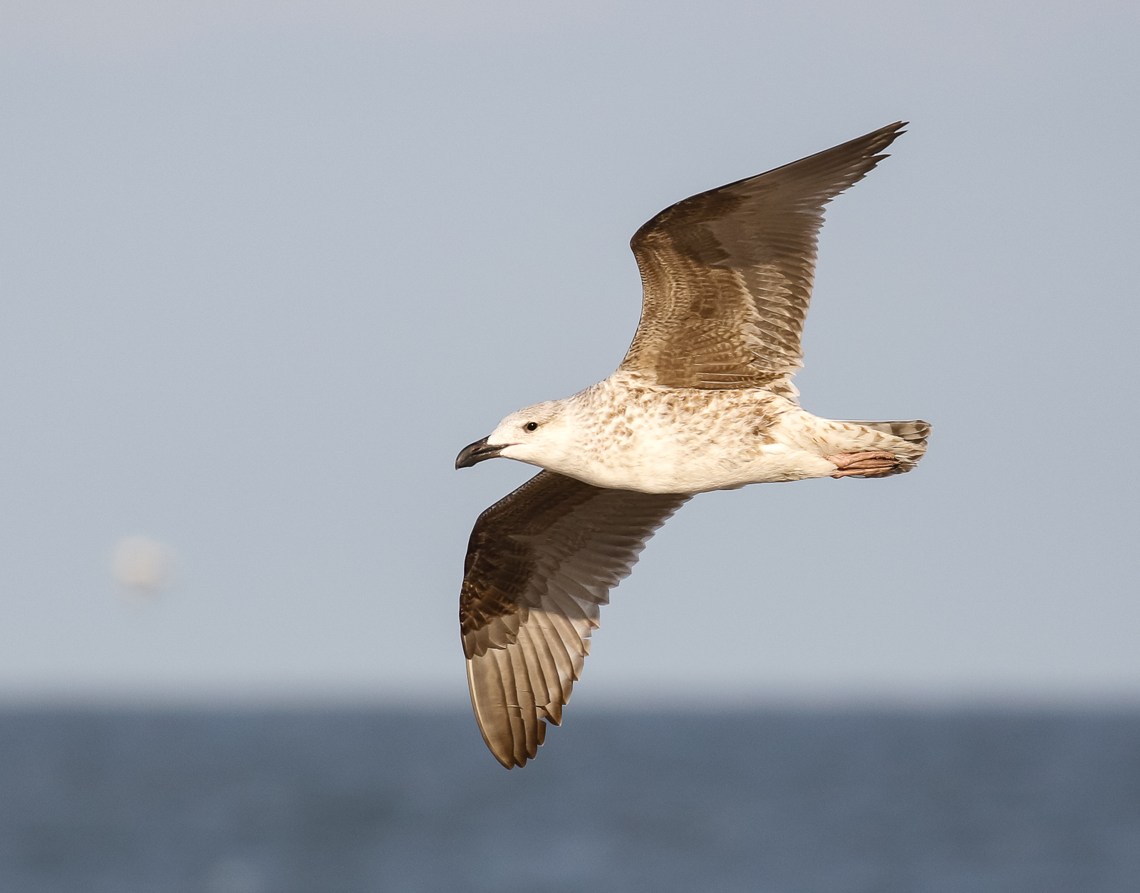 Great Black-backed Gull
