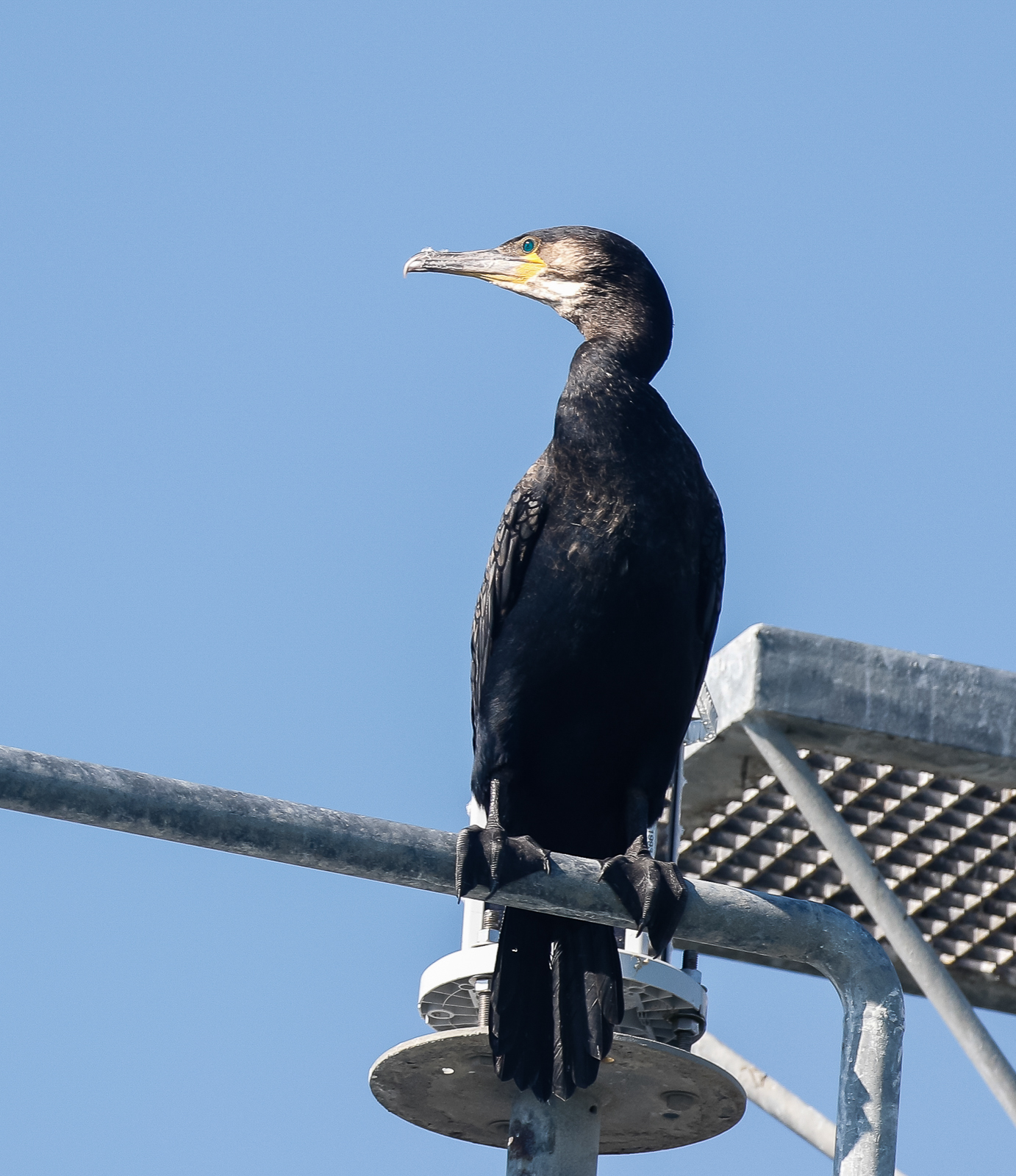 Great Cormorant