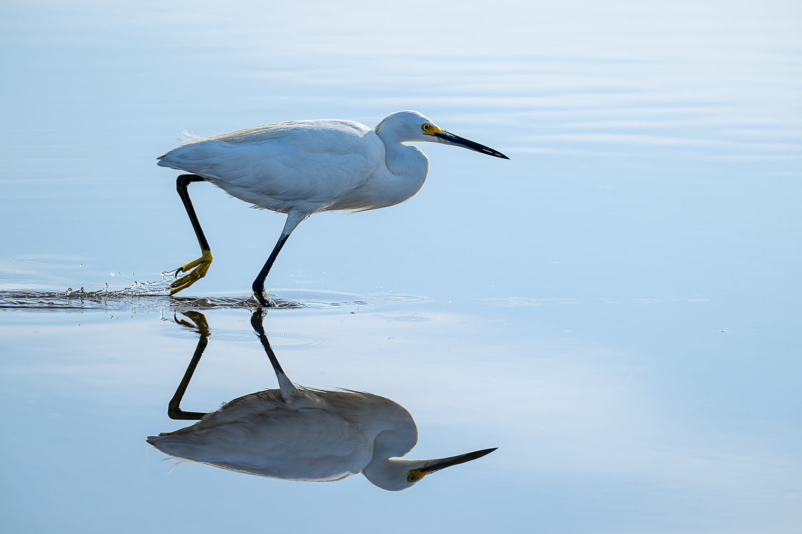 Great Egret