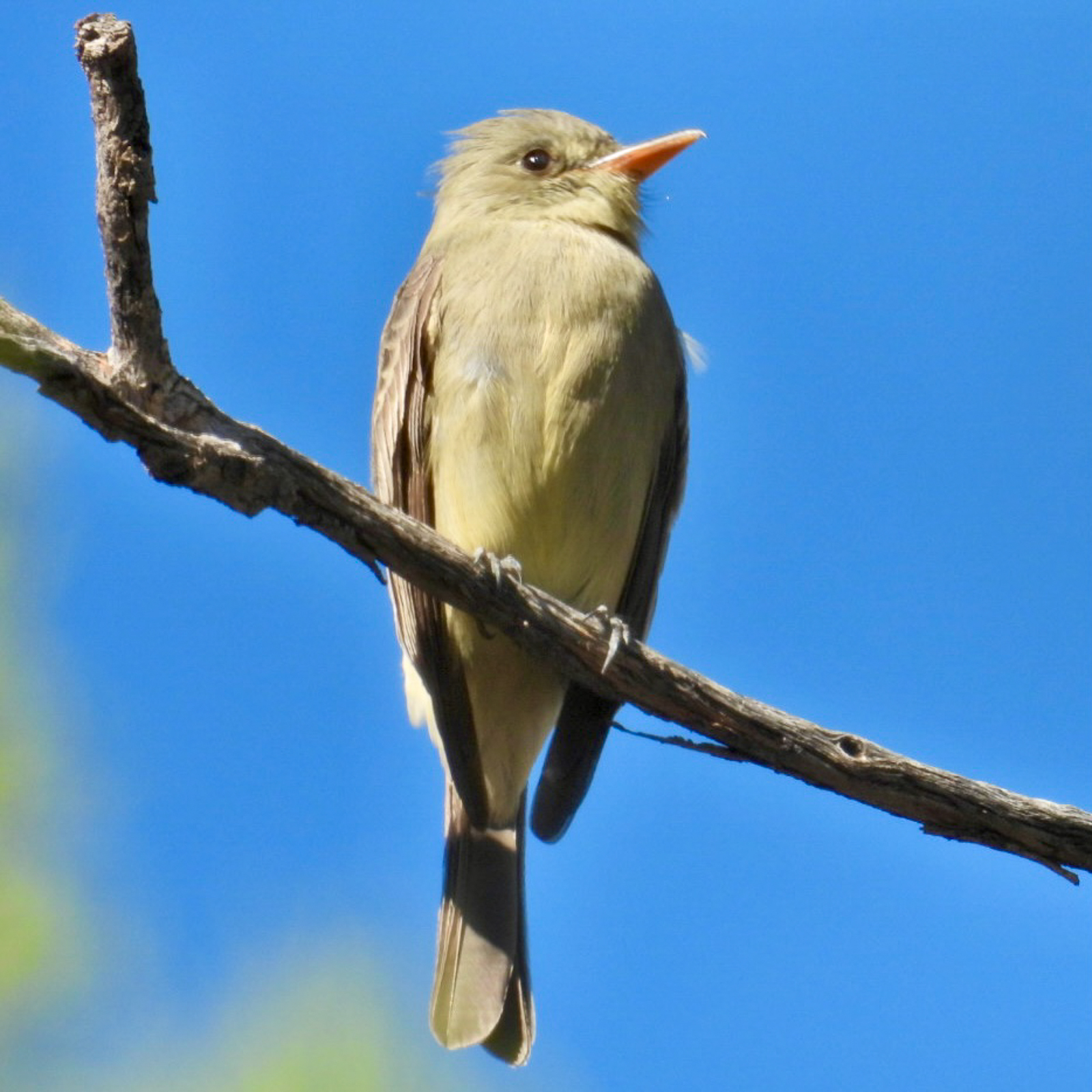 Greater Pewee