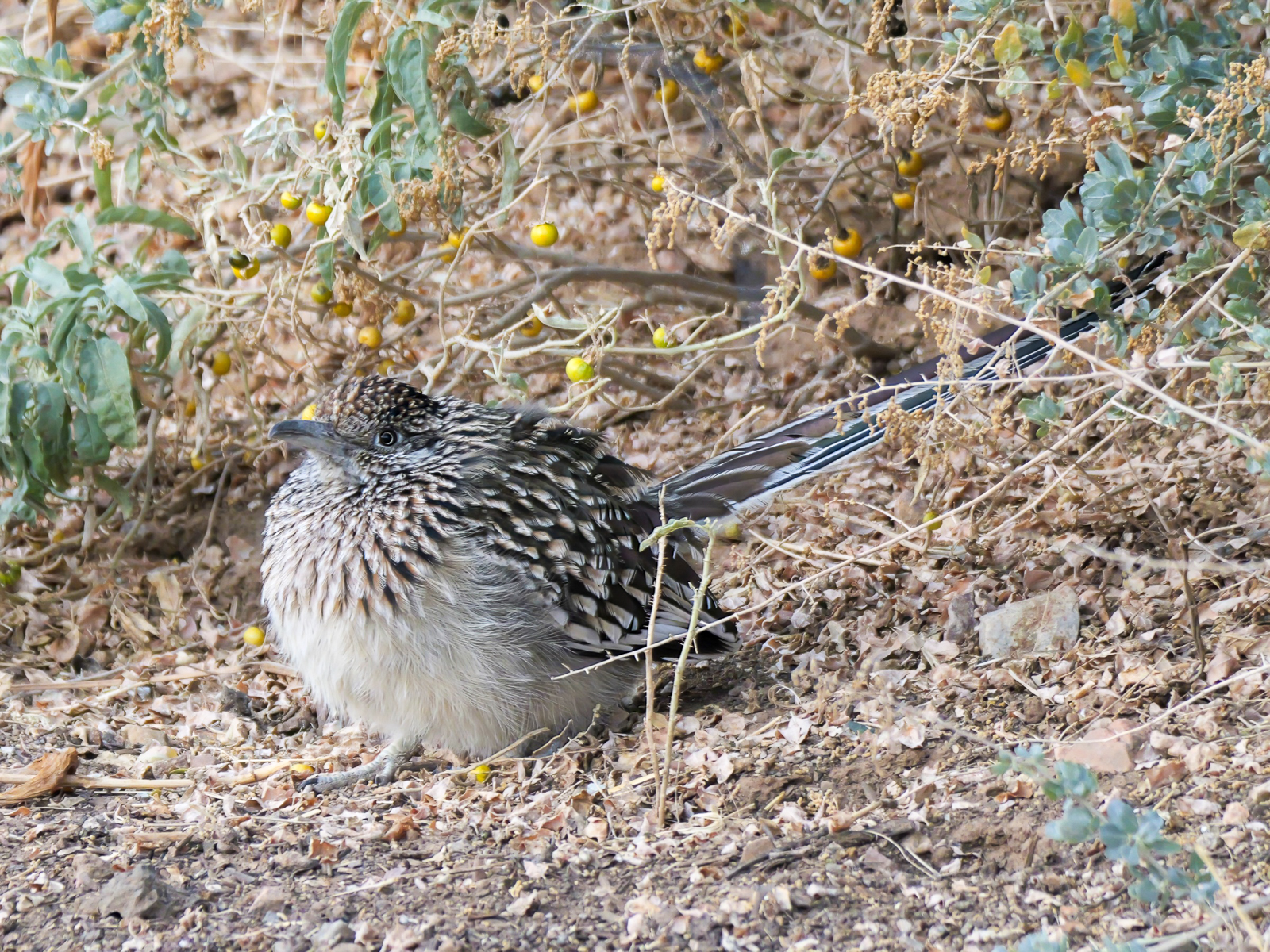 Greater Roadrunner