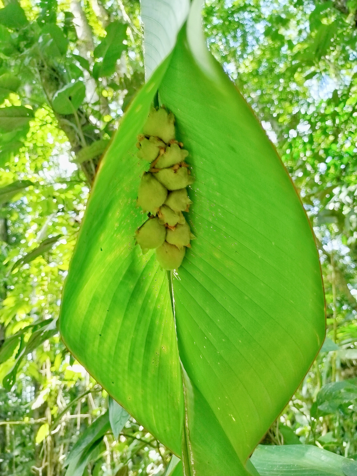 Honduran White Bats sleeping in leaf
