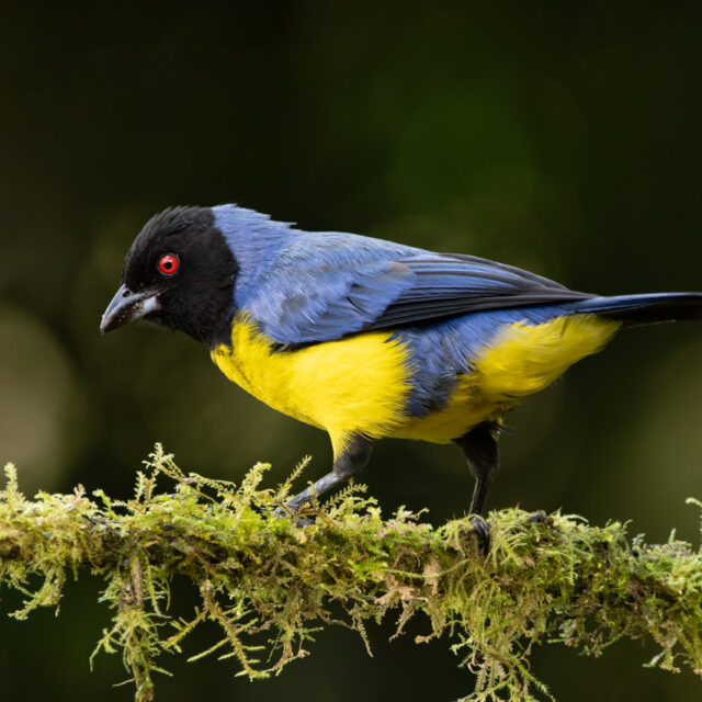 Hooded Mountain Tanager