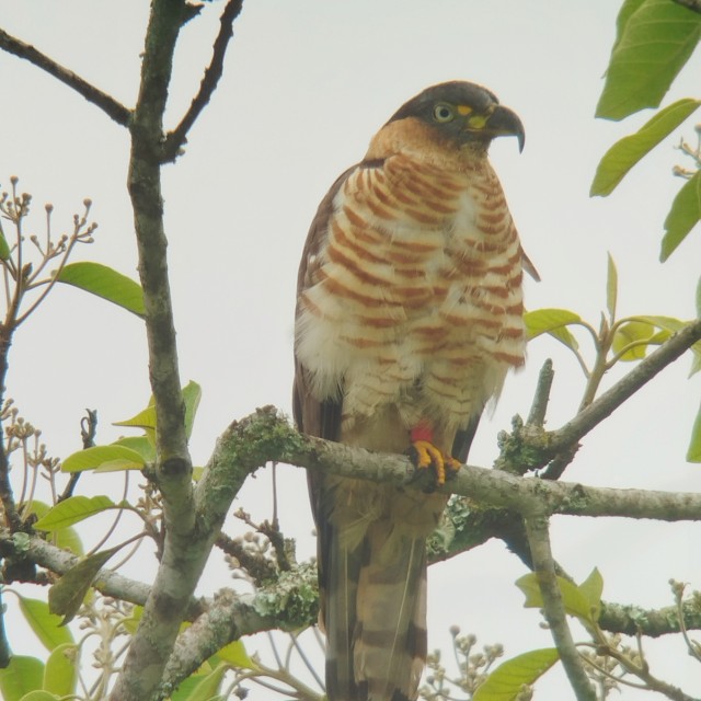 Hook-billed Kite
