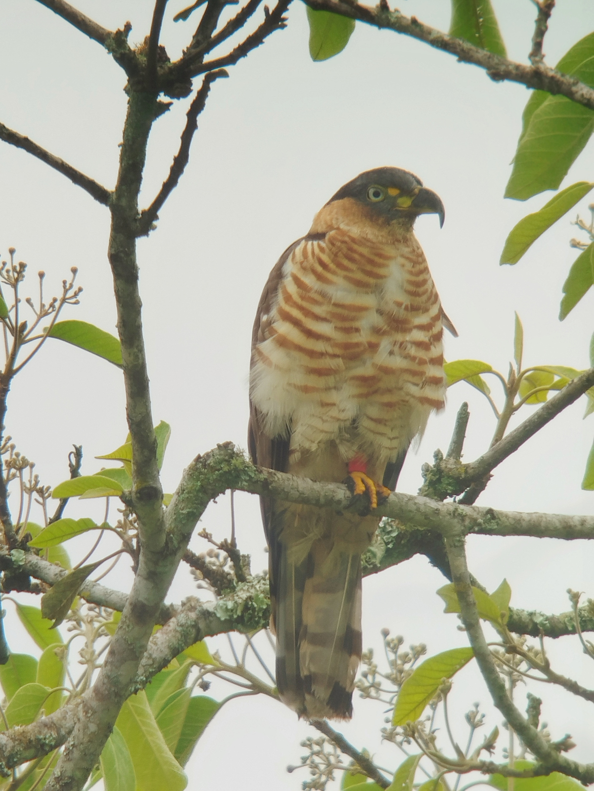 Hook-billed Kite