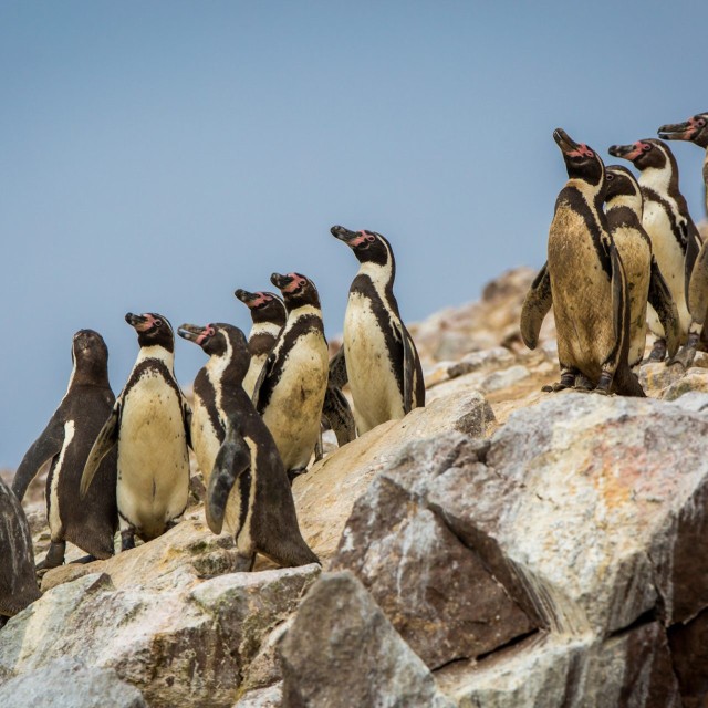 Humboldt Penguins