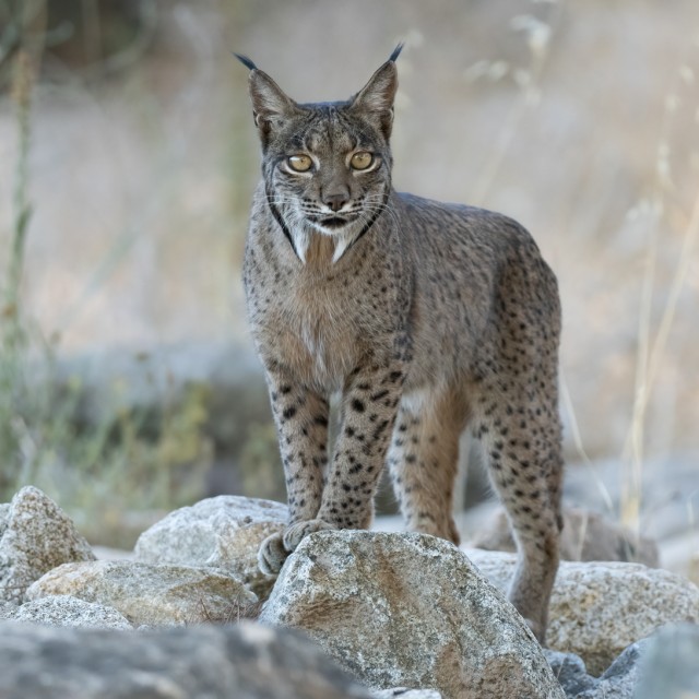 Iberian Lynx