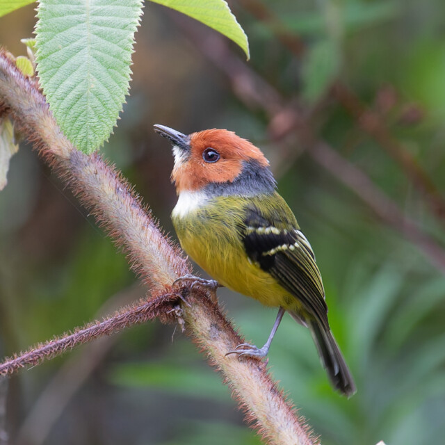 Johnson's Tody-Flycatcher