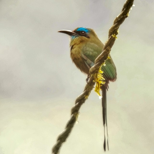 Keel-billed Motmot