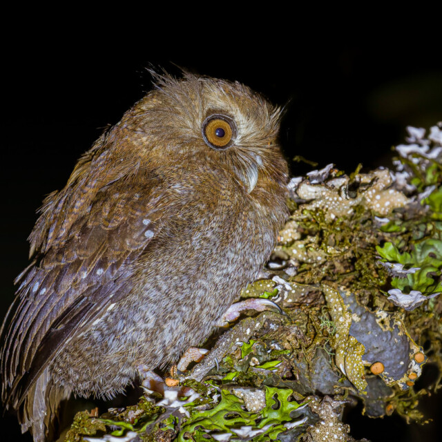 Long-whiskered Owlet
