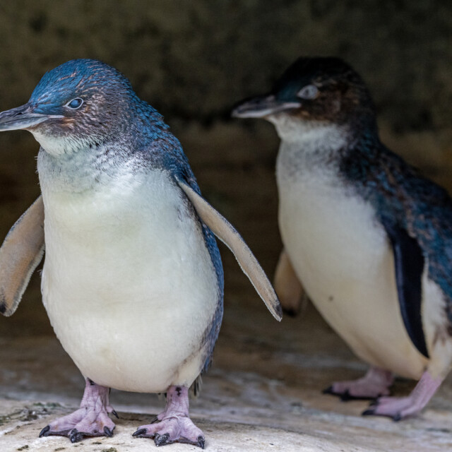 Little Penguins