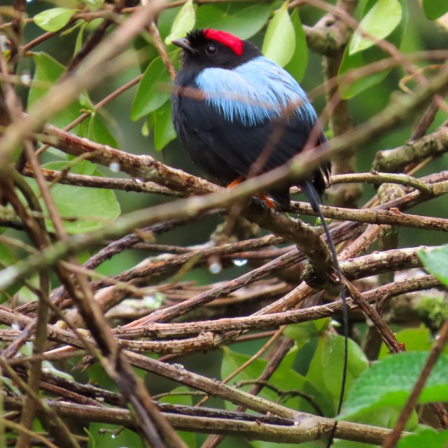 Long-tailed Manakin