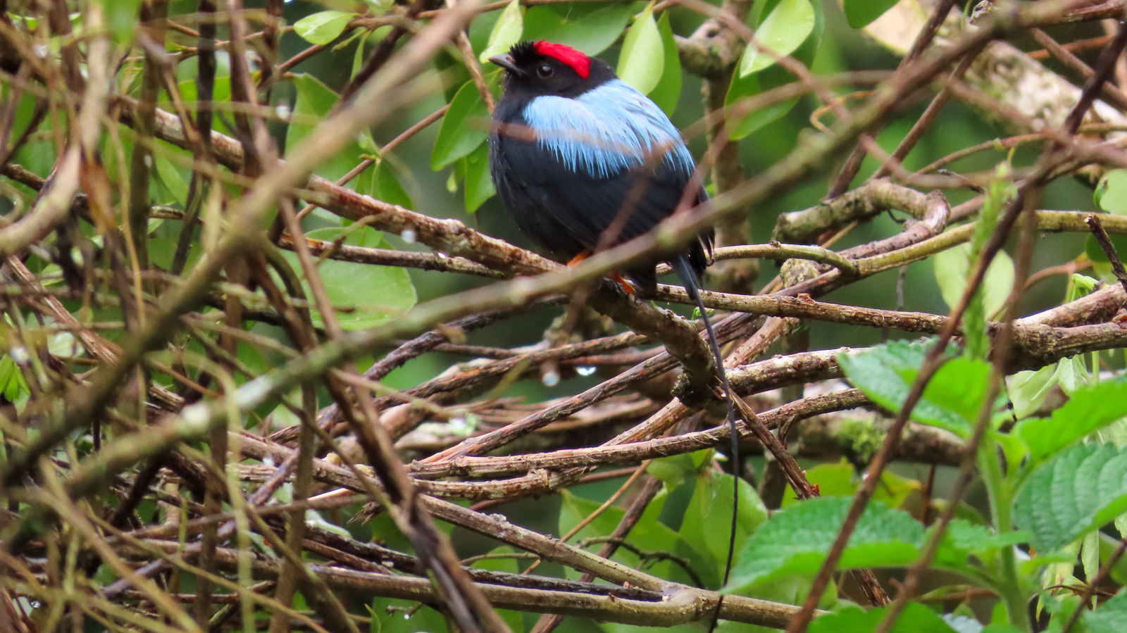 Long-tailed Manakin