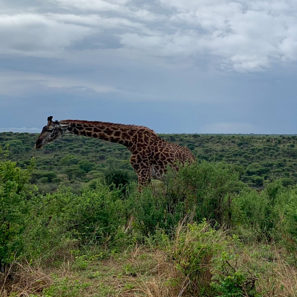 Maasai giraffe in Arusha