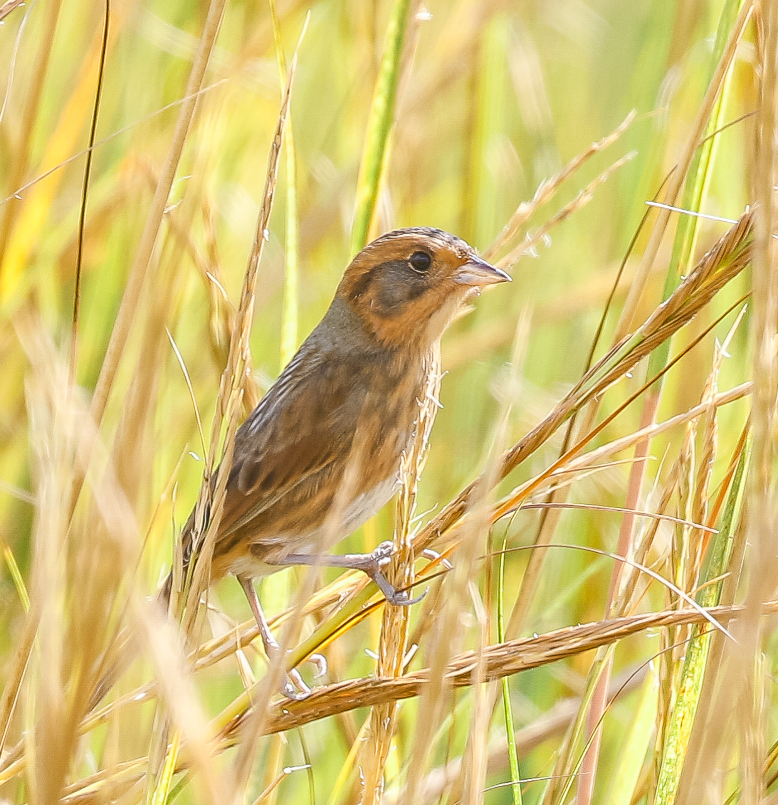 Nelson's Sparrow