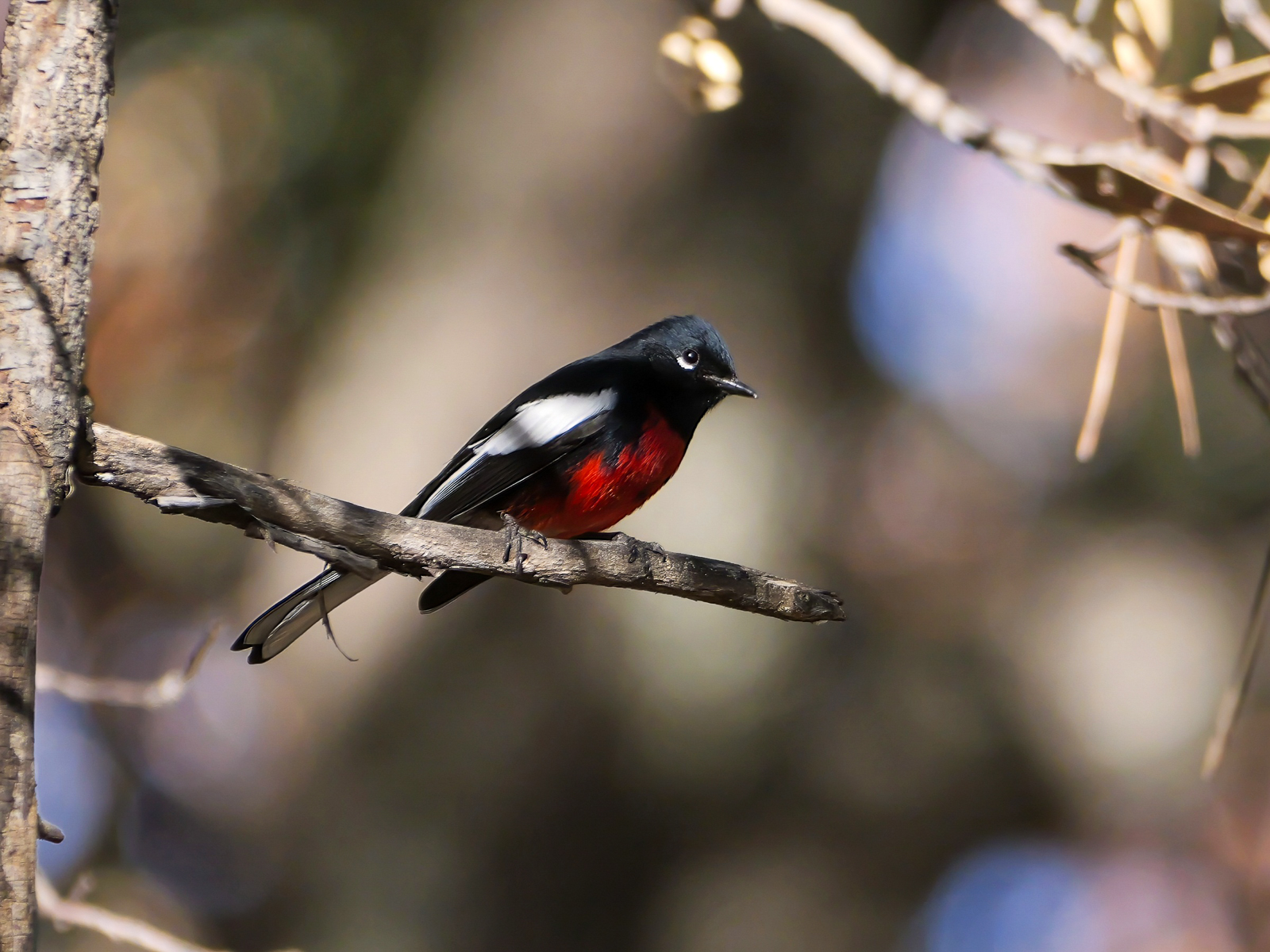 Painted Redstart